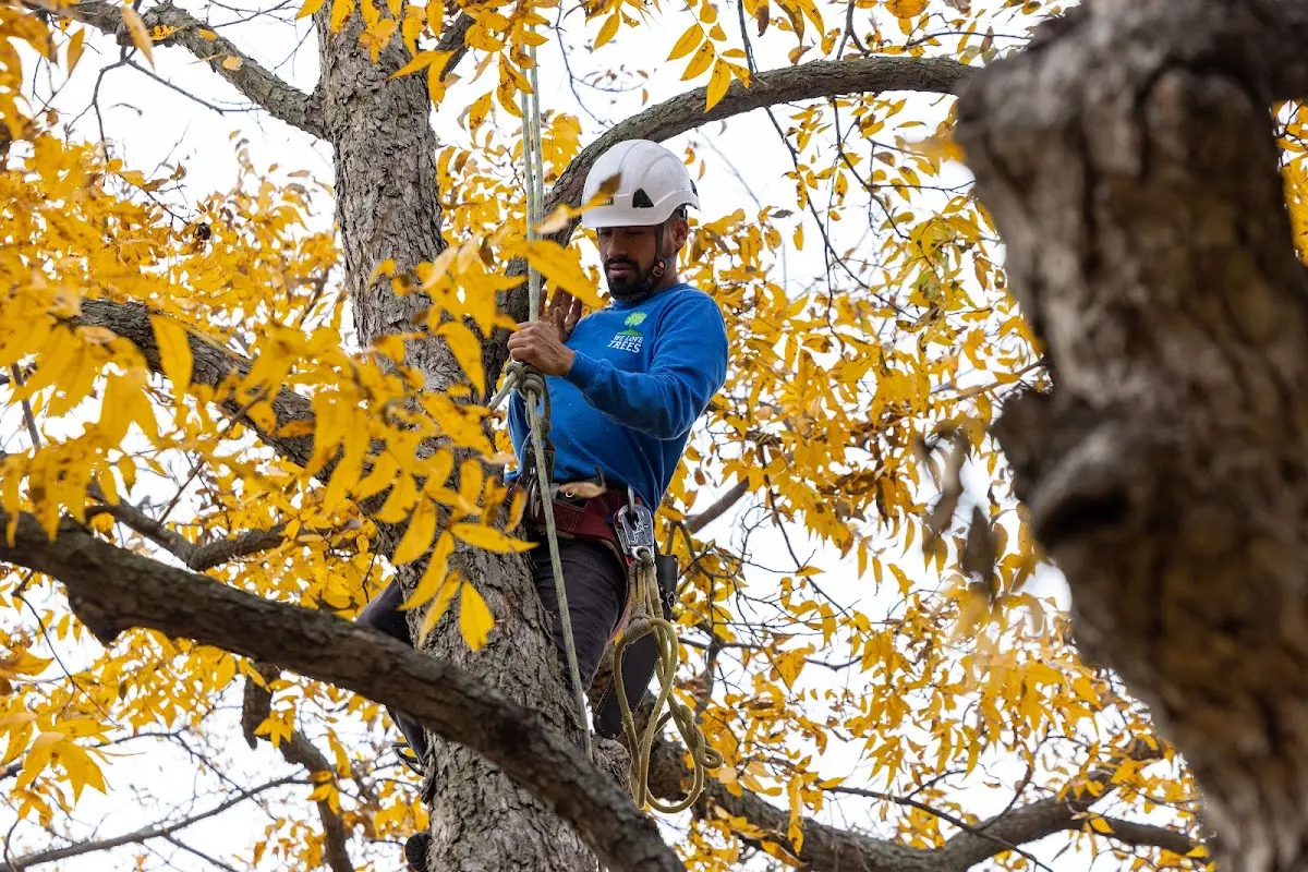 Skilled Tree Planing crew working in Thornton