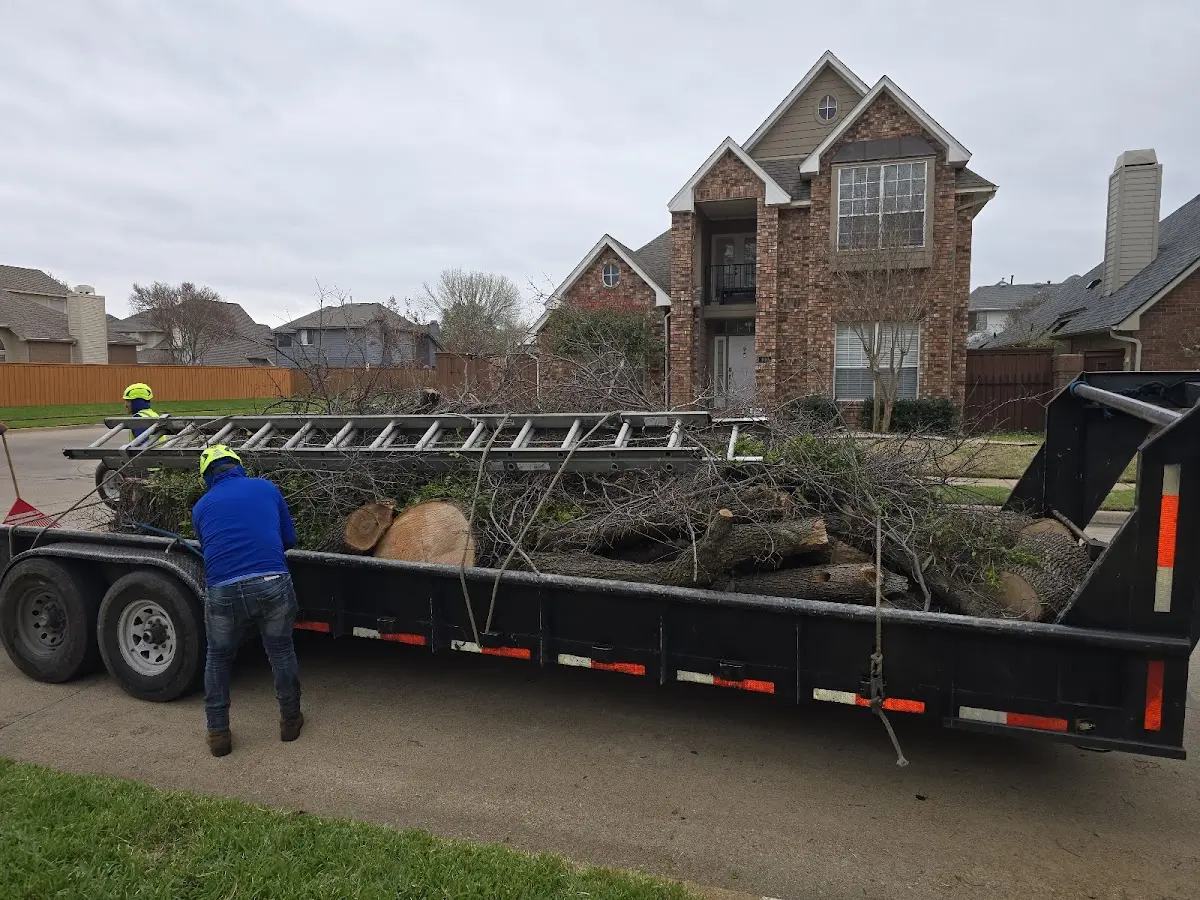 Expert Tree Pest Control with proper safety equipment in Thornton